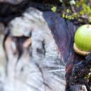 도토리의꿈 이미지