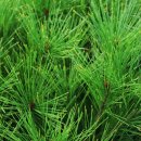 점박이 농장 이미지