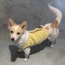 개를 위한 하루 이미지