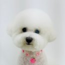 단비펫살롱 이미지