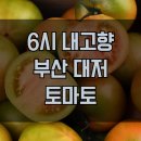 대저평강하나로마트 | 6시 내고향 부산 대저 토마토 택배 주문｜지금 가장 맛있는 짭짤이 토마토 제철 총정리