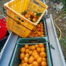 동백농장 이미지