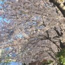 수영강 | 수영강산책로 방문후기 벚꽃 근황