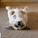 꾸러기동물병원 이미지