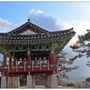 서천 마량리 동백나무 숲 Daum카페