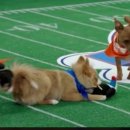 퍼피플래닛 이미지