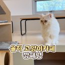 율하냥 | 김해 율하 신규오픈 고양이카페 깡페냥 내돈내산 아이랑 다녀온 솔직후기