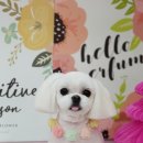 금비펫살롱 이미지