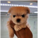 미니퍼피 이미지