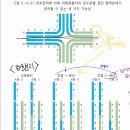 십자모양의 시냅스 - 교호분리, 인접 1 분리 이미지