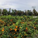 남원 제일농장 이미지