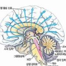 파킨슨병 환자 뇌심부자극술 예후, 인공지능으로 미리 예측 ＜ News ＜ … 이미지