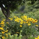 정겨운 시골 풍경–능소화/메꽃 외...모모수계님 작품 이미지