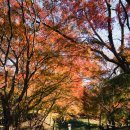 고창 문수사(文殊寺), 고요를 품은 산사, 단풍나무 숲 이미지