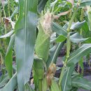 KBC방송국 앞 이미지