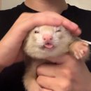 오석헌동물병원 이미지