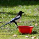 견우와직녀 이미지