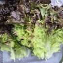 휴일 | 영주 풍기읍 맛집 고구려숯불구이 인삼주물럭과 인삼갈비탕 후기