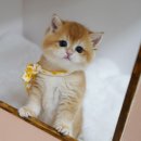 강남 고양이 분양 냥블리 이미지