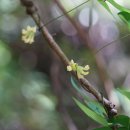 비진도콩[Fabaceae (콩과) ＞ Dumasia (비진도콩속) ＞ truncata (비진도콩)] 이미지