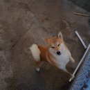 금능630하우스 이미지