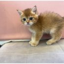 도그플레이스 이미지