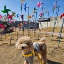 지지팔레트 | 강아지 하네스 추천 멍템 팔레트 하네스 착용 후기