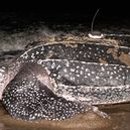 see more sea B 라이브라이언스