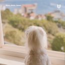좋은데 애견펜션