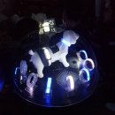 (주)네오팝 | 우리 같이 산책할래?! ' 개린이의 불금은 한강에서' 반려견 산책 모임 다녀왔어요 :)