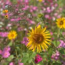 GS25(밀양산외점) | 부산근교여행 밀양 산외면 꽃담뜰 해바라기 축제 다녀온 후기