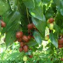 양주농장 이미지