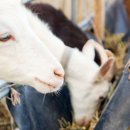 이성식목장 이미지