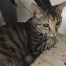 동수동물병원 이미지