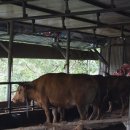 이상만농장 이미지