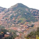 동심초 이미지