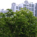 마로니에 이미지