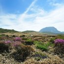 한라산 선작지왓 이미지