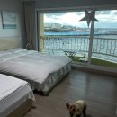 꿈꾸는 바다 | 제주애견동반숙소 에어비앤비 꿈꾸는 바다 펜션