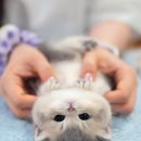 (주)캣프렌즈 이미지