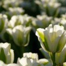 호텔시크 이미지