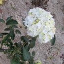 단지골 농장 이미지