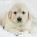 이쁜강아지 이미지