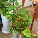 봉곡동412 | 예쁘고 다양한 식물, 싱싱한 화분 입고 구미 옥계 꽃집 플로드제이 🎄♥️