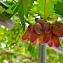 삼호농장 이미지