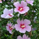 화성무궁화 이미지