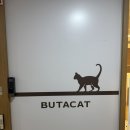 힐링캣 | 고양이카페 시흥 부타캣 힐링 제대로 되는 채광 좋은 곳 후기