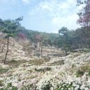 구절산 구절초 축제에 다녀와서 이미지