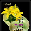 샬롬 Daum카페