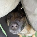 일산애견스쿨 이미지